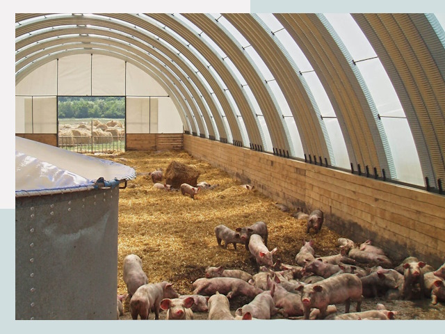 Строительство свинарников в Добрянке